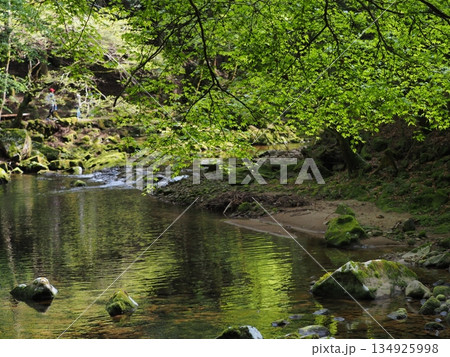 新緑の森と静かな渓流 水面に映る緑が美しい自然風景(赤目渓谷, 名張市, 三重県) 新緑の森と静かな渓流 水面に映る緑が美しい自然風景(赤目渓谷, 名張市, 三重県) 134925998