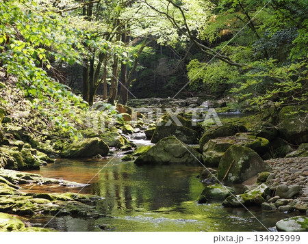 新緑の森と静かな渓流　水面に映る緑が美しい自然風景（赤目渓谷, 名張市, 三重県）2 134925999