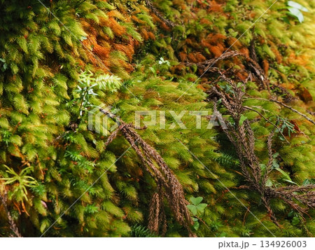 森の岩肌を覆う緑と褐色の苔が織りなす自然テクスチャ背景(赤目渓谷, 名張市, 三重県) 森の岩肌を覆う緑と褐色の苔が織りなす自然テクスチャ背景(赤目渓谷, 名張市, 三重県) 134926003