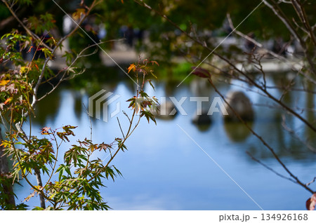 The scene of Maruyama Park in autumn in Kyoto, Japan. The public park in Kyoto with beautiful scene. Stunning nature scene with colorful trees and ponds. Travel and nature concept. Japan nature view. 134926168