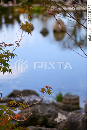 The scene of Maruyama Park in autumn in Kyoto, Japan. The public park in Kyoto with beautiful scene. Stunning nature scene with colorful trees and ponds. Travel and nature concept. Japan nature view. 134926170