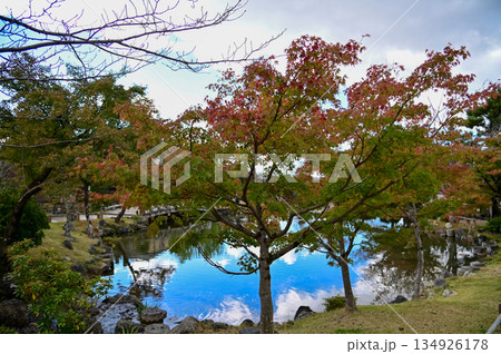 The scene of Maruyama Park in autumn in Kyoto, Japan. The public park in Kyoto with beautiful scene. Stunning nature scene with colorful trees and ponds. Travel and nature concept. Japan nature view. The scene of Maruyama Park in autumn in Kyoto, Japan. The public park in Kyoto with beautiful scene. Stunning nature scene with colorful trees and ponds. Travel and nature concept. Japan nature view. 134926178