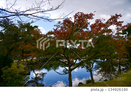 The scene of Maruyama Park in autumn in Kyoto, Japan. The public park in Kyoto with beautiful scene. Stunning nature scene with colorful trees and ponds. Travel and nature concept. Japan nature view. 134926180