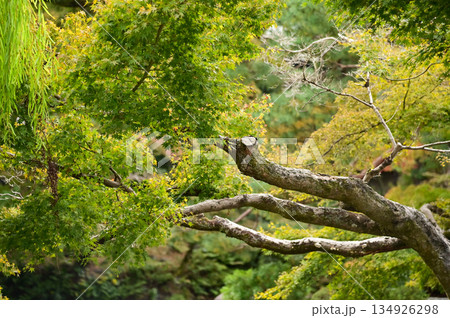 The scene of Maruyama Park in autumn in Kyoto, Japan. The public park in Kyoto with beautiful scene. Stunning nature scene with colorful trees and ponds. Travel and nature concept. Japan nature view. The scene of Maruyama Park in autumn in Kyoto, Japan. The public park in Kyoto with beautiful scene. Stunning nature scene with colorful trees and ponds. Travel and nature concept. Japan nature view. 134926298