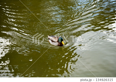 A duck swimming in a pond in Maruyama Park, Kyoto, Japan. The public park in Kyoto with beautiful scene. A duck swimming in a pond in Maruyama Park, Kyoto, Japan. The public park in Kyoto with beautiful scene. 134926315