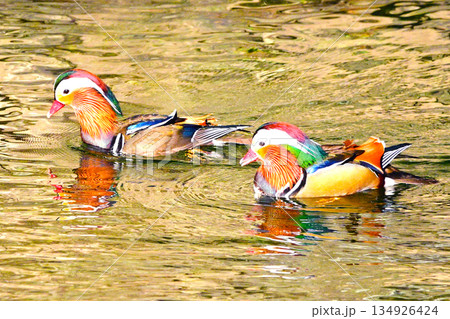 美しい羽色を持つオシドリ 134926424