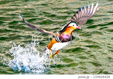 美しい羽色を持つオシドリ 134926426