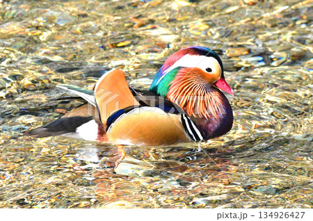 美しい羽色を持つオシドリ 134926427