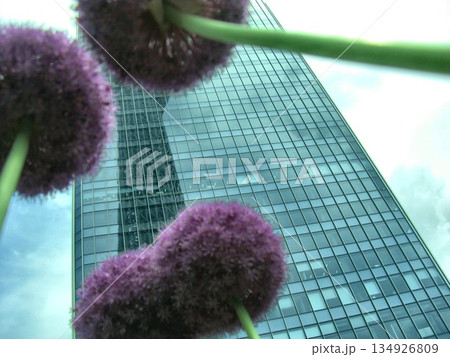 紫の丸い花~アリウム-11 紫の丸い花~アリウム-11 134926809