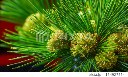 松の葉と松ぼっくりのマクロ撮影 134927254