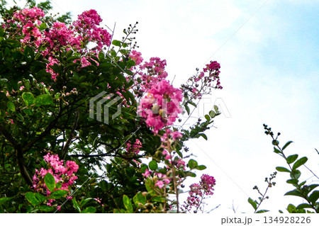 青い空に映える愛らしいピンクの百日紅 134928226
