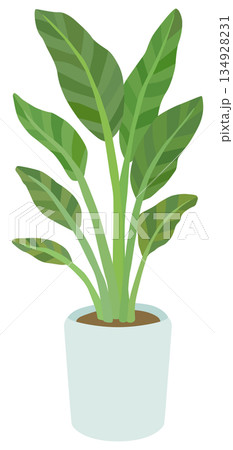 観葉植物のイラスト オーガスタ ベクター素材 観葉植物のイラスト オーガスタ ベクター素材 134928231