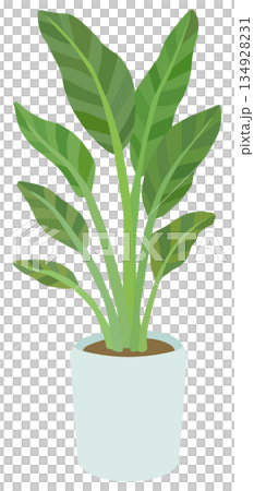 室內植物插圖 Augusta 向量素材 134928231