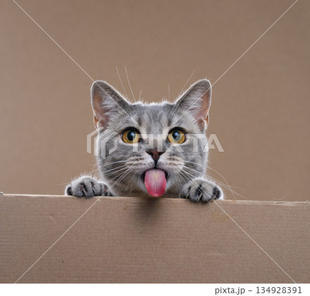 cute cat with blank cardboard and copy space cute cat with blank cardboard and copy space 134928391