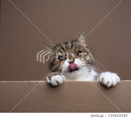 cute cat with blank cardboard and copy space 134928395