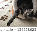 のびのび眠る猫 134928623