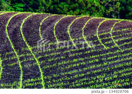 岩手県雫石町小岩井農場のデントコーンの発芽ときれいな畝 134928706