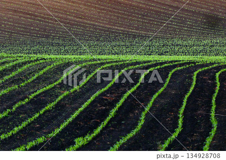 岩手県雫石町小岩井農場のデントコーンの発芽ときれいな畝 134928708