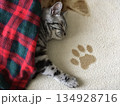布団をかぶって気持ちよく眠る猫 134928716