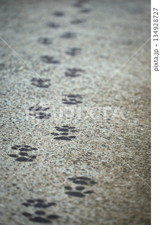 動物の足跡が続く道の背景素材｜歩み・痕跡・旅のイメージ 134928727