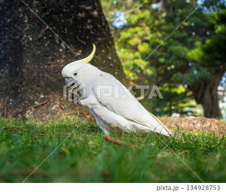 Sulphur-crested cockatoo foraging in a park in Manly, Sydney, Australia 134928753