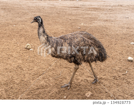 An emu standing on dry ground on Kangaroo Island, Australia 134928773