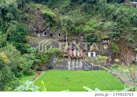 Funeral cliff site of Lemo in Toraja, Sulawesi, Indonesia 134928783