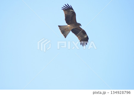 空を飛ぶ鳥 134928796