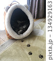 眠る猫と、足あと 134929163