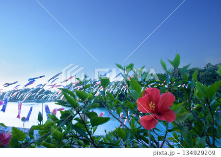 青空に泳ぐ鯉のぼりとハイビスカスの花 134929209