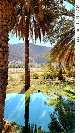 Peaceful Scene With Water Reflections, Tranquil Lake Surrounded By Vibrant Greenery And Tall Palms, Quiet Water Scene Featuring Sky And Mountain Reflections Amid Lush Plants And Towering Palm Trees Peaceful Scene With Water Reflections, Tranquil Lake Surrounded By Vibrant Greenery And Tall Palms, Quiet Water Scene Featuring Sky And Mountain Reflections Amid Lush Plants And Towering Palm Trees 134929234