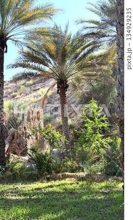 Peaceful View Of Palms And Peaks, Serene Landscape Showcasing Lush Palms And Distant Mountains, Tranquil Tropical Environment Featuring Vibrant Palms And Expansive Mountain Slopes In Distance Peaceful View Of Palms And Peaks, Serene Landscape Showcasing Lush Palms And Distant Mountains, Tranquil Tropical Environment Featuring Vibrant Palms And Expansive Mountain Slopes In Distance 134929235