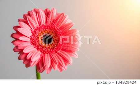 ガーベラ一輪が映えるやさしい余白背景1 134929424