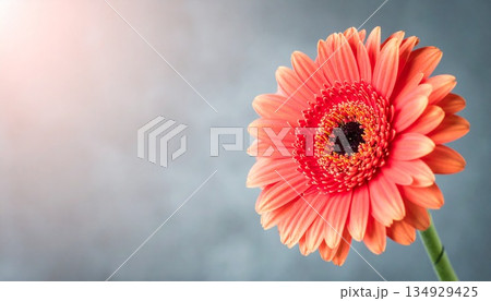 ガーベラ一輪が映えるやさしい余白背景2 134929425