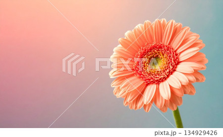 ガーベラ一輪が映えるやさしい余白背景4 134929426