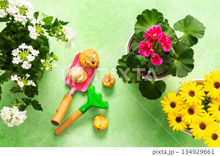 Colorful spring flowers in pots brighten a home balcony. Gardening tools are neatly arranged, ready for planting. This cheerful setup invites joy and beauty to the outdoor space Colorful spring flowers in pots brighten a home balcony. Gardening tools are neatly arranged, ready for planting. This cheerful setup invites joy and beauty to the outdoor space 134929661