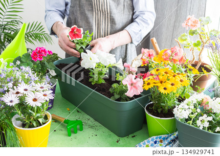 A man planting colorful petunias in pots, surrounded by lush greenery, capturing spring gardening and hobby vibes, spring decoration of a home balcony or terrace with flowers 134929741