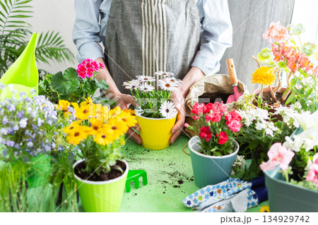 Spring terrace or balcony decorated with blooming flowers, a gardener man planting colorful Osteospermum in pots, reflecting home gardening, care and outdoor leisure 134929742