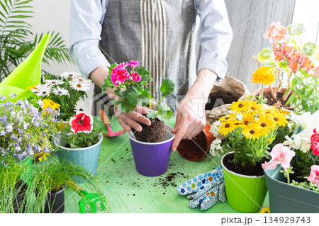 Vibrant scene with a man tending potted geranium, green foliage around, emphasizing hobby gardening, spring decor and outdoor enjoyment, spring terrace or balcony decorated with blooming flowers 134929743