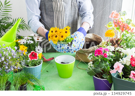 Spring terrace or balcony decorated with blooming flowers, Osteospermum being planted in pots by a man, framed by green foliage, highlighting hobby gardening and spring freshness 134929745