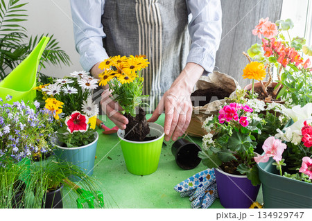 A gardener placing Osteospermum in pots with lush green background, perfect for home gardening and hobby lifestyle, spring terrace or balcony decorated with blooming flowers A gardener placing Osteospermum in pots with lush green background, perfect for home gardening and hobby lifestyle, spring terrace or balcony decorated with blooming flowers 134929747