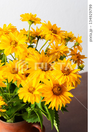 A collection of vibrant yellow flowers heliopsis fills a rustic pottery vase. The arrangement sits on a warm wooden table, contrasting beautifully with the plain white wall behind it 134929799