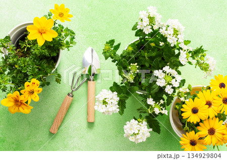 Colorful spring flowers in pots brighten a home balcony. Gardening tools are neatly arranged, ready for planting. This cheerful setup invites joy and beauty to the outdoor space Colorful spring flowers in pots brighten a home balcony. Gardening tools are neatly arranged, ready for planting. This cheerful setup invites joy and beauty to the outdoor space 134929804