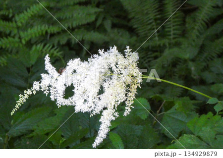 夏の山野草のアスチルベの白い花泡盛草とも呼ばれるユキノシタ科の多年草 134929879