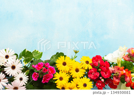Vibrant spring flowers in various colors adorn a balcony, creating a joyful atmosphere. Seasonal blooms bring life and beauty to the outdoor space, inviting relaxation and enjoyment Vibrant spring flowers in various colors adorn a balcony, creating a joyful atmosphere. Seasonal blooms bring life and beauty to the outdoor space, inviting relaxation and enjoyment 134930081