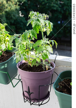 Tomato plants are growing in pots on a city balcony. The plants have green leaves. The background shows trees and other greenery Tomato plants are growing in pots on a city balcony. The plants have green leaves. The background shows trees and other greenery 134930083