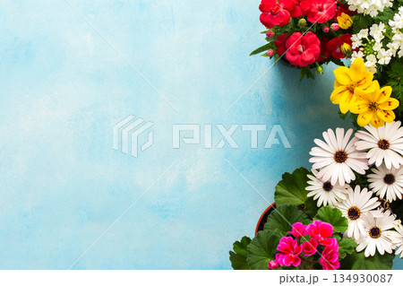 Colorful spring flowers decorate a home balcony, creating a vibrant atmosphere. This scene showcases various blooms against a bright blue background, enhancing the outdoor space charm 134930087