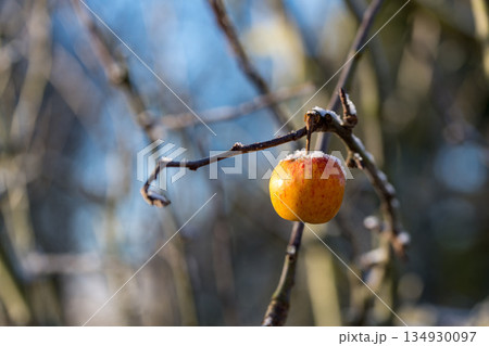 First snow. Apple on the tree covered with rime after the first frosts. 134930097