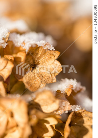 First snow, abstract winter background. Dried hydrangea flowers under snow First snow, abstract winter background. Dried hydrangea flowers under snow 134930098