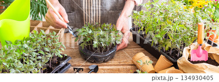 Pricking out, a man transplants young tomato and pepper seedlings into eco pots, transplanting seedlings from plastic containers into peat pots, preparing for spring planting in the ground, banner 134930405